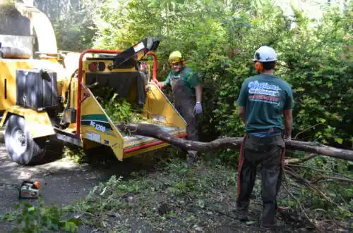 tree services Coaldale